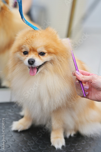 groomer combs the coat of a Pomeranian dog with a special comb. Professional pet care in a grooming salon. © Evgeniy Kalinovskiy