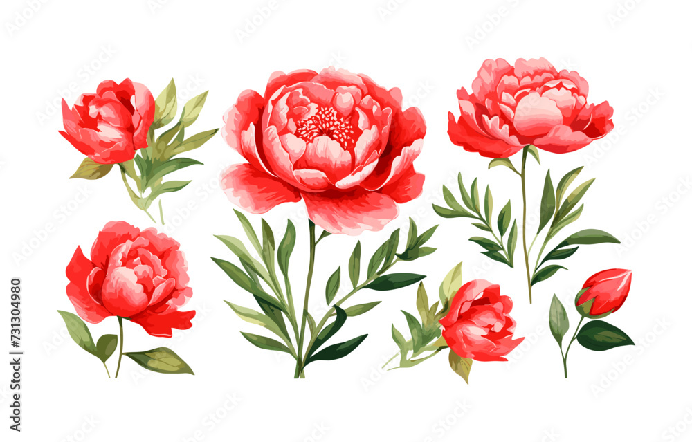 Watercolor red peony clipart for graphic resources