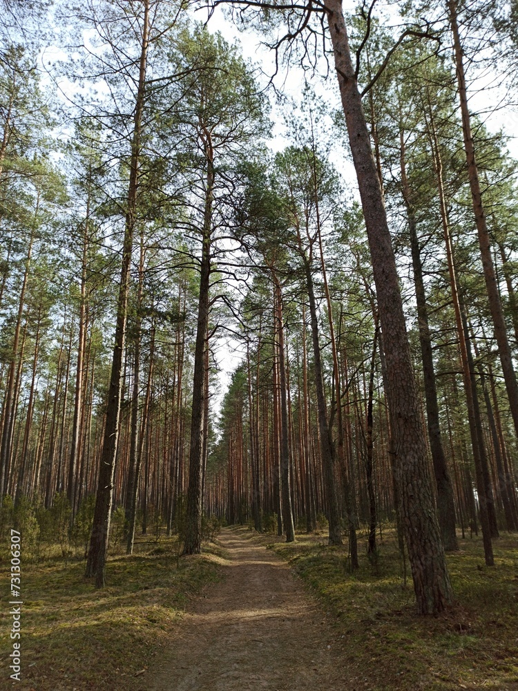 Fototapeta premium path in the woods