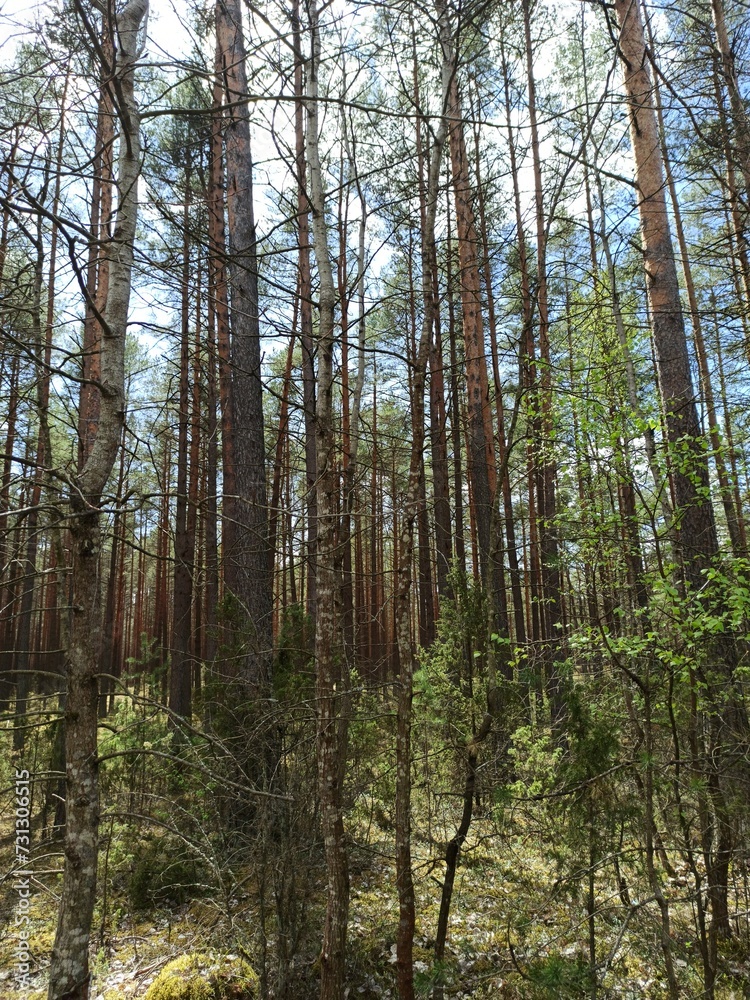 pine forest in autumn pine forest in autumn