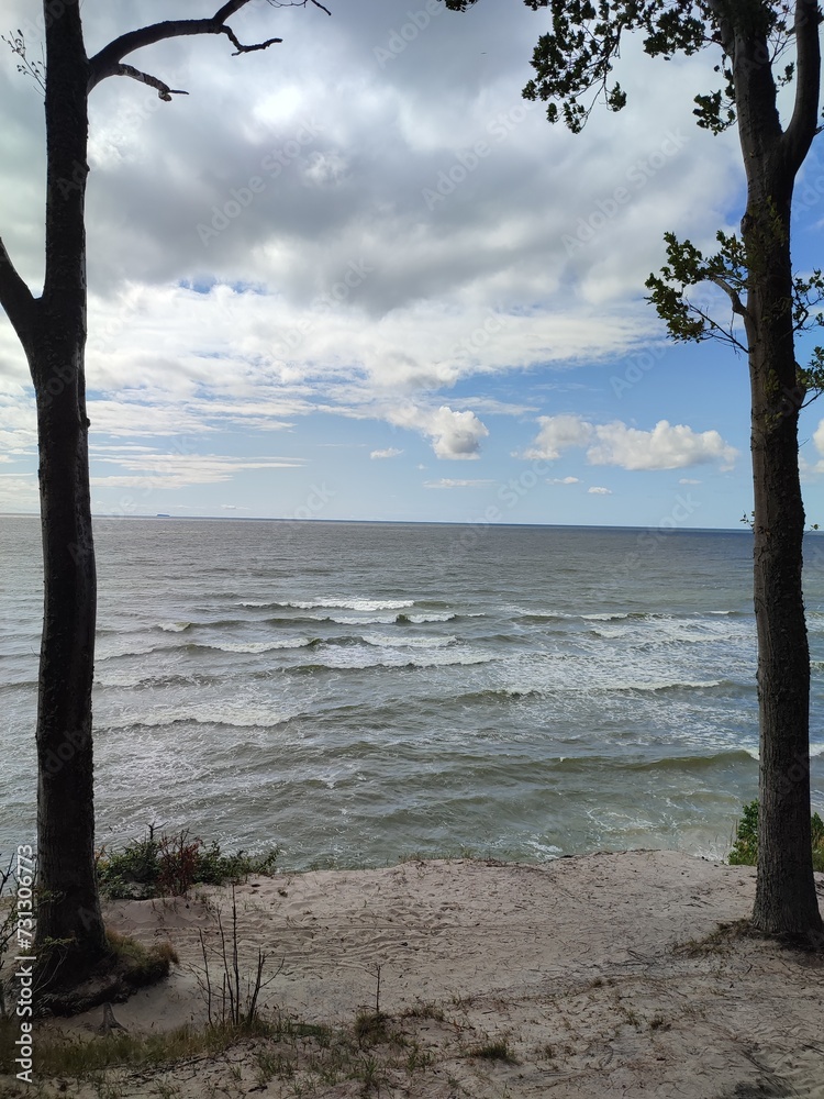 tree on the beach