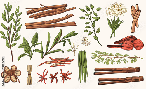 Traditional Chinese Medicine Herbs set vector isolated vector style illustration