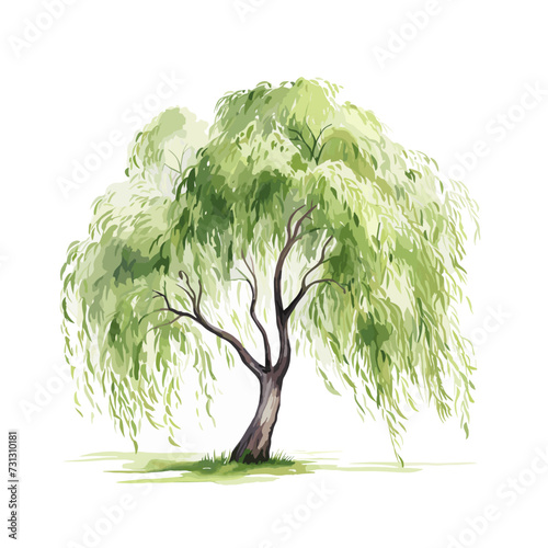 watercolor willow tree clipart for graphic resources