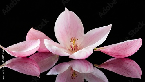 elegant collection of soft pink flower petals isolated on a transparent background
