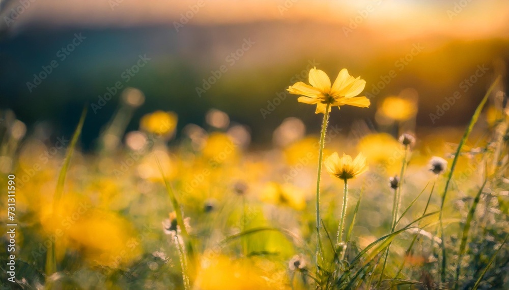 abstract soft focus sunset field landscape of yellow flowers and grass meadow warm golden hour sunset sunrise time tranquil spring summer nature closeup and blurred forest background idyllic nature