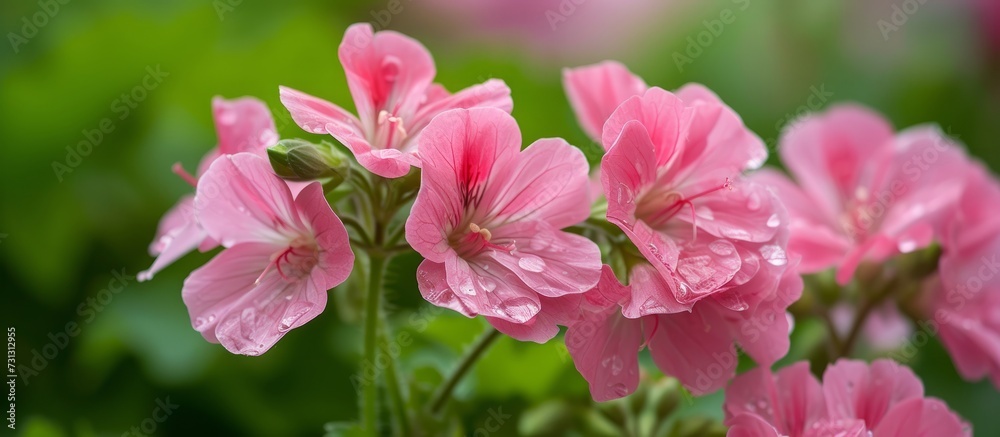 A close-up of pink flowers with water drops, showcasing the beauty of flowering plants and their petal-covered blooms. A close-up of pink flowers with water drops, showcasing the beauty of flowering plants and their petal-covered blooms.
