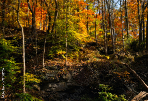 Trees at the top of a steep slope show off their autumn colors in full glory. Filtered to give a dreamy look to the scene.
