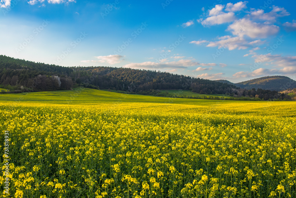 A field of flowering rapeseed. In the background there is a forest and a blue sky with clouds.