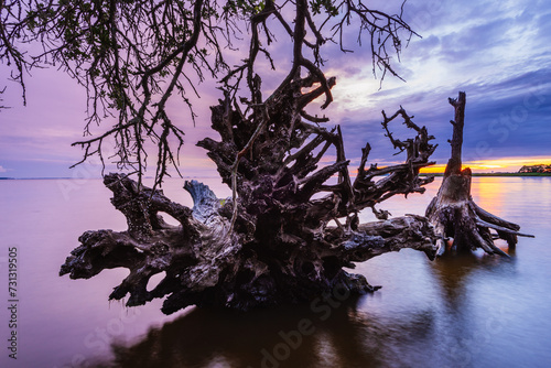 A fallen live oak in a transition zone between brackish marsh and open sound at the Nags Head Woods Preserve, North Carolina photo