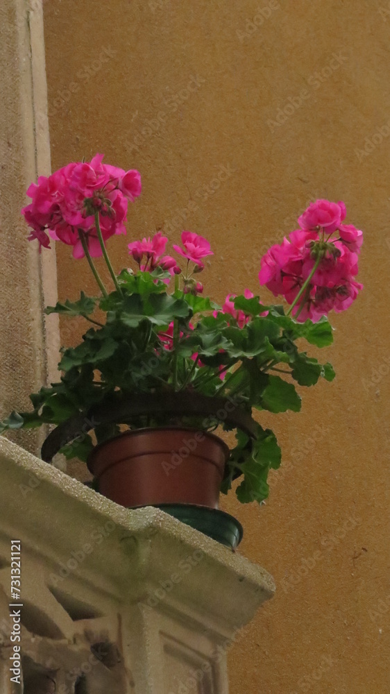 Fototapeta premium Maceta con flores fucsias