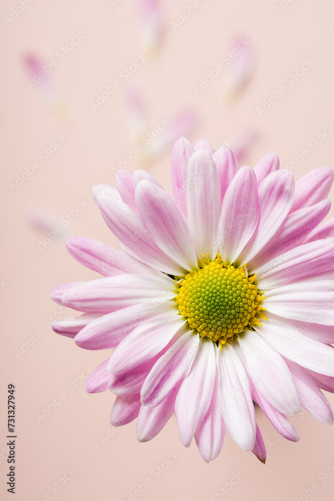 Pink chrysanthemum flower close-up.