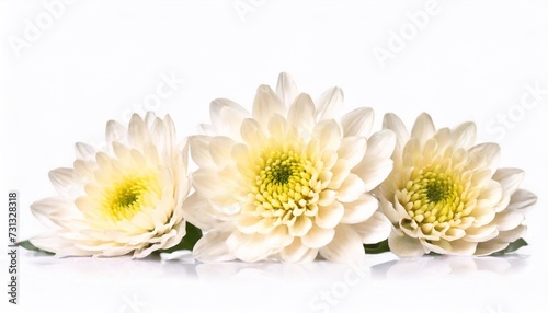 White chrysanthemum isolated on white background. Studio shot.