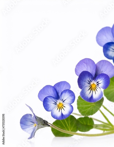 Blue pansy flowers isolated on white background with copy space for your text