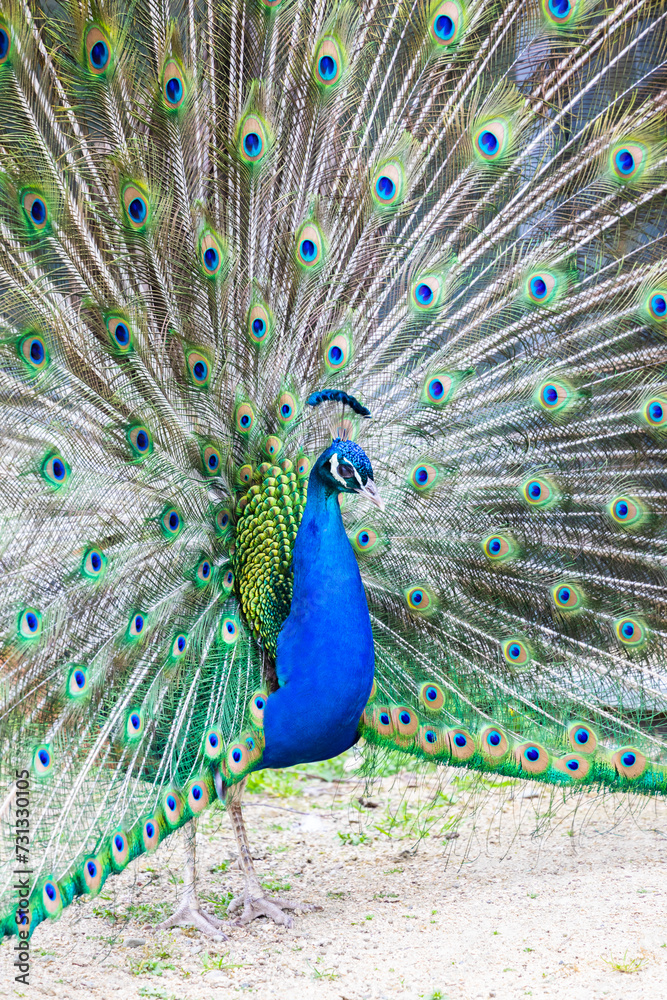 Obraz premium Peacock portrait. Beautiful colourful peackock feather