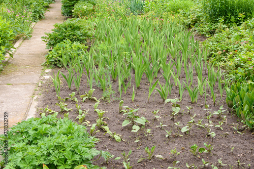 Ogródek działkowy, działka. ROD.  Uprawa warzyw, warzywniak.