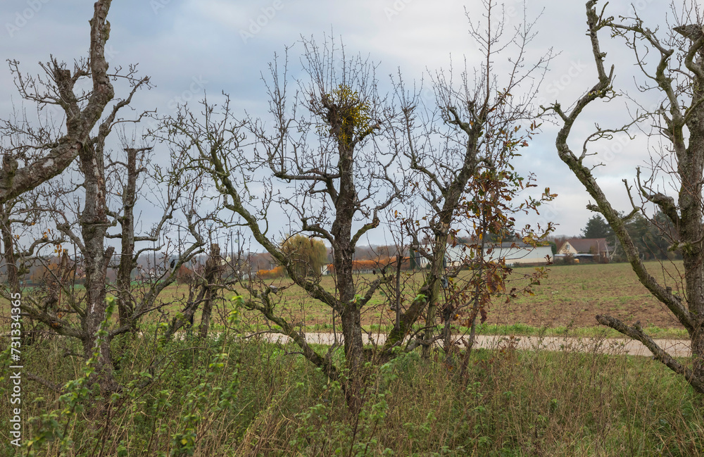 Looking through commercial fruit trees across a field