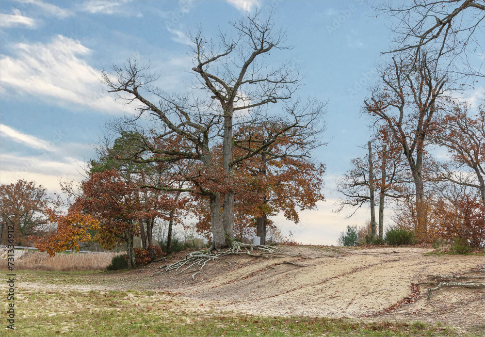 Stark autumn trees on a sandy bank Stark autumn trees on a sandy bank