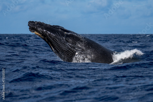 Humpback Whale Head Lunge near Lahaina, Maui, Hawaii