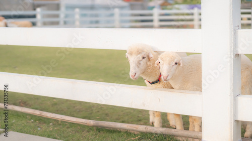 sheep and baby Lamb in farm. photo