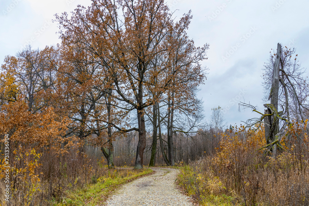 Late autumn, oak alley along a country road