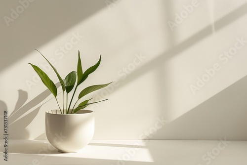 A serene indoor scene, as a delicate houseplant rests in a white flowerpot against a sunlit wall, casting a graceful shadow through the window in a modern ikebana display