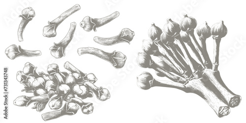Cloves hand drawn illustration. Vector pencil sketch drawing illustration of bundle of cloves spice plant. Herbal conception illustration
