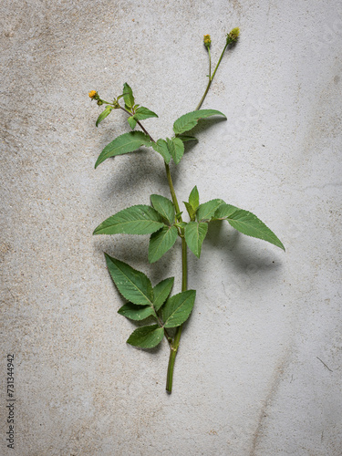 Blackjack (Bidens pilosa) plant n a grey background photo
