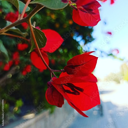 Closeup shot of red Bougainvillea blossoms