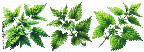 Nettle on a white background.