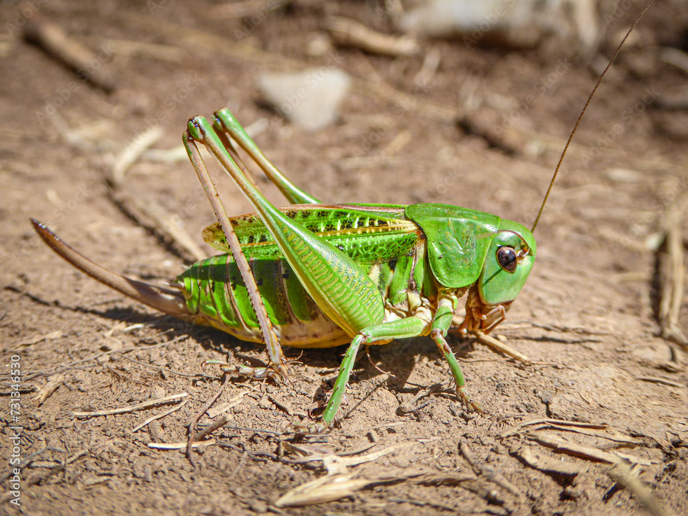 A green Wart-Biter Cricket A green Wart-Biter Cricket