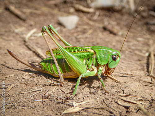 A green Wart-Biter Cricket © Wirestock