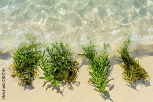 Different types of seagrass sea grass weed seaweed on beach sand by the water in Playa del Carmen Quintana Roo Mexico