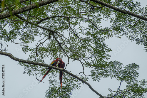 Costa Rica, Bijagual - July 22, 20.23: Pura Vida garden nature reserve. Couple of colorful macaws kissing  high up on a tree. Light blue sky and green foliage photo