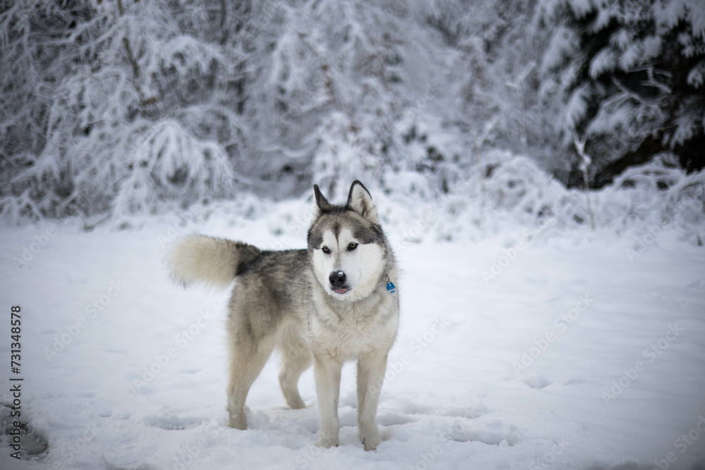 Obraz premium Alaskan Malamut Tala