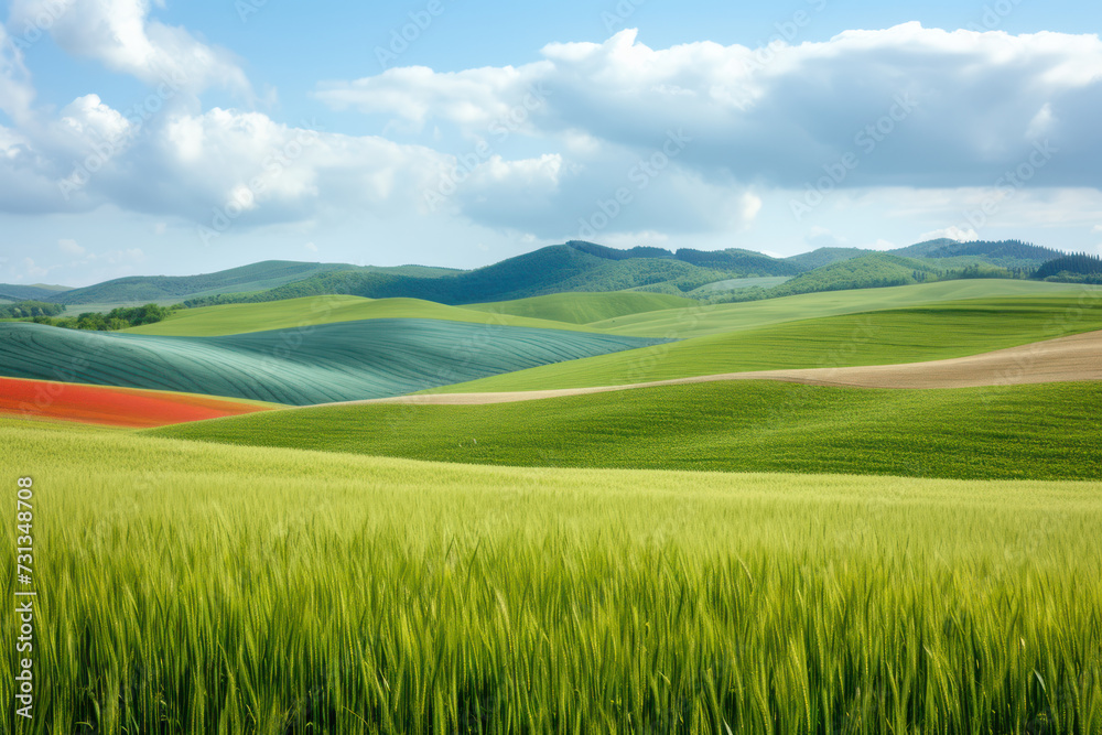 Green fresh field of winter wheat in spring and hills with plots of different colors