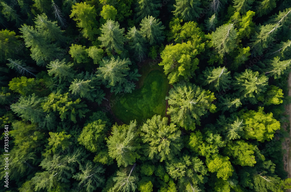 green pine forest aerial view in summer - obrazy, fototapety, plakaty 