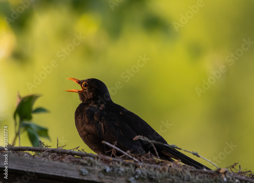 Singende Amsel im Abendlicht