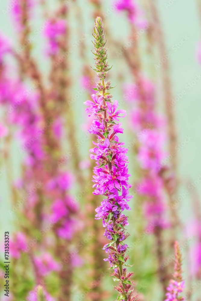 Obraz premium Summer Flowering Purple Loosestrife, Lythrum tomentosum on a green blured background.
