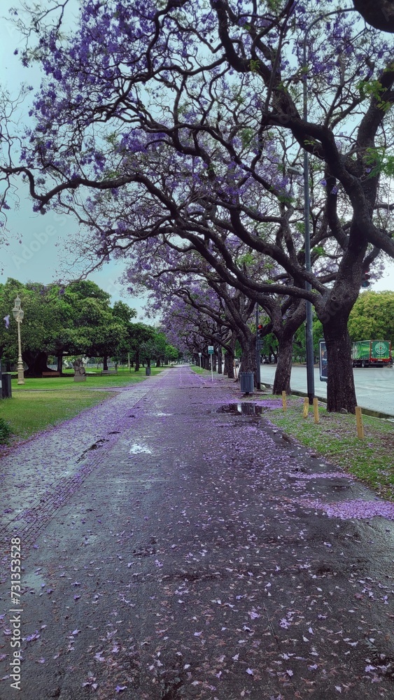Purple trail of trees. Flower petals on the ground - landscape Wallpaper