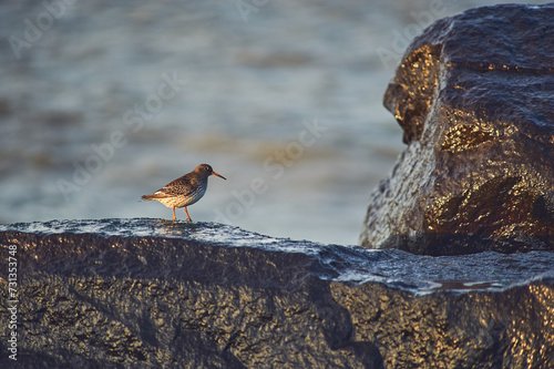 Sandpiper on wet rocks at coast. High quality photo photo