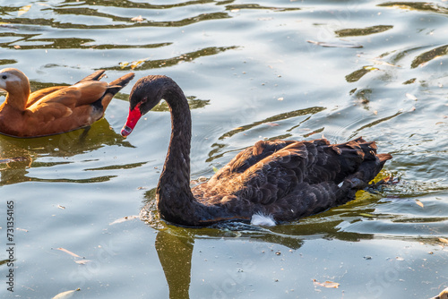 A graceful black swan with a red beak is swimming on a lake with dark green water. Cygnus atratus photo