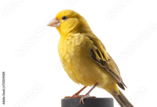 Yellow canary Serinus canaria isolated on white background