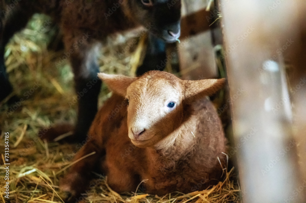 Fototapeta premium Niedliches braunes Lamm in Stall im Heu liegend