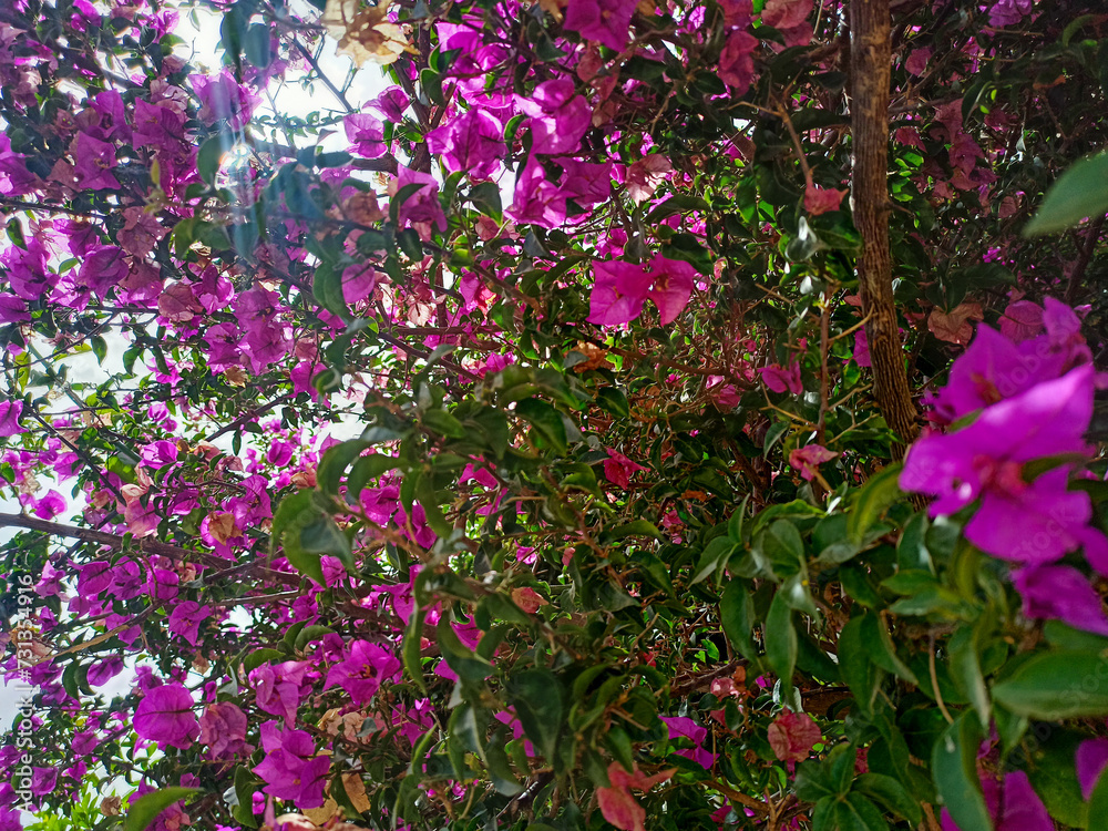 Obraz premium pink flower