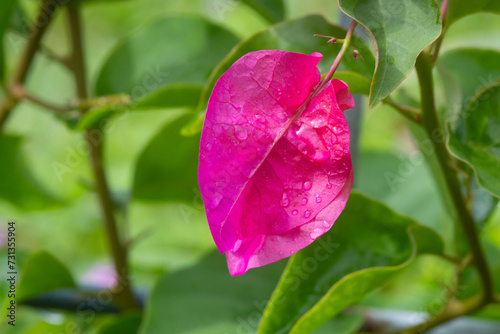 A pink bract of the bougainvillea plant growing in Ponte Vedra Beach, Florida.