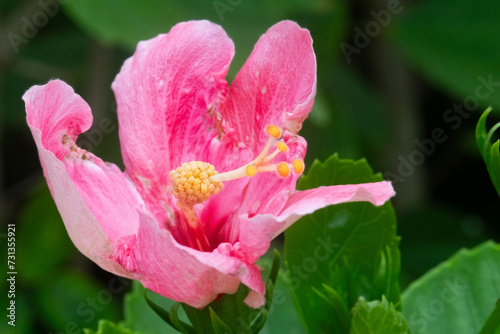 A macro shot of a diseased hibiscus flower in north-east Florida.