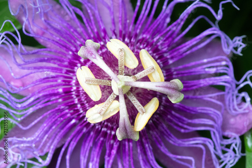 A macro shot of a passion flower with the focus on the stamens.
