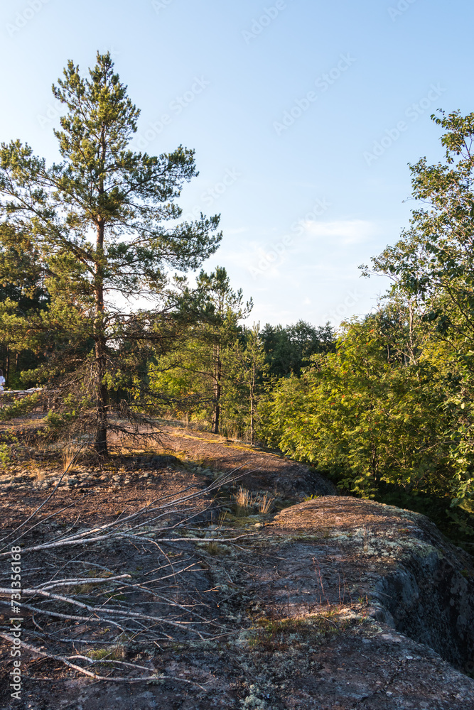 beautiful forest landscape, rocky terrain. Trees growing on the rock. Karelia. Russia beautiful forest landscape, rocky terrain. Trees growing on the rock. Karelia. Russia