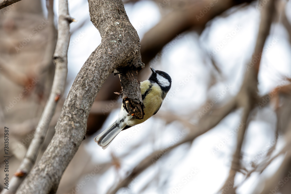 Naklejka premium Great Tit (Parus major) in Portmarnock, Dublin, Ireland