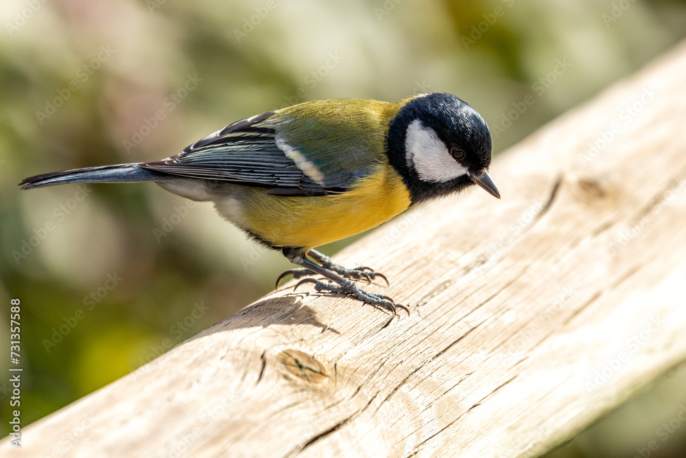 Obraz premium Great Tit (Parus major) in Portmarnock, Dublin, Ireland